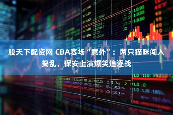 股天下配资网 CBA赛场“意外”：两只猫咪闯入捣乱，保安上演爆笑追逐战